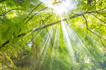 Abstract blur green foliage and tree in jungle with sun light