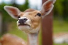 Portrait Of A Young Deer