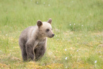 Wall Mural - Brown bear cub (Ursus arctos) walking on a Finnish bog in the middle of the cotton grass