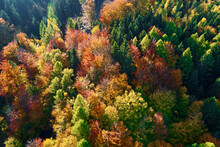 Mountains Covered With Autumn Colored Forest, Aerial View. Beautiful Nature Landscape