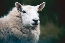 Portrait Of A Beautiful Sheep In The Isle Of Skye And In The Hebrides, Scotland. Tame, Friendly Faces, Long Wool Against The Harsh Climate And Constant Wind.
