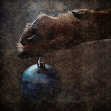 Christmas Cheer. A Blue Christmas Tree Ball Hangs From A Dog's Paw. Close-up Of The Christmas Tree Ornament And The Rottweiler's Paw. Digital Watercolor Painting. Contemporary Art. Canvas Texture.