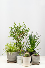 Wall Mural - Several indoor plants standing on white table.