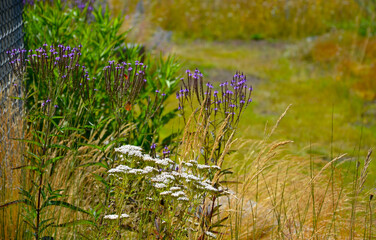 Wall Mural -  Long-flowering, upright perennials that produce slender, branching spires, which are crowded with buds that open slowly from the base, to small, clear pink flowers throughout summer.