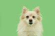Happy pomeranian dog smiling and closing an eye. Isolated on green pastel background