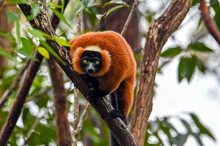 Red Ruffed Lemur -  Varecia Rubra, Madagascar Nature