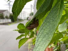 Cicada Shell On Leaf