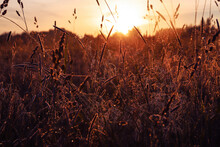 Wild Herbs And Panicles In The Field At Sunrise. Beautiful Summer Nature Background