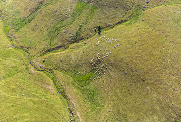 Wall Mural - a flock of sheep on a pasture seen from above