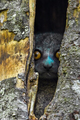 Wall Mural - Milne edwards sportive lemur - Lepilemur edwardsi, Madagascar nature