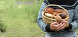 full wicker basket with edible mushrooms in the hands of a mushroom picker. forest delicacies for dinner