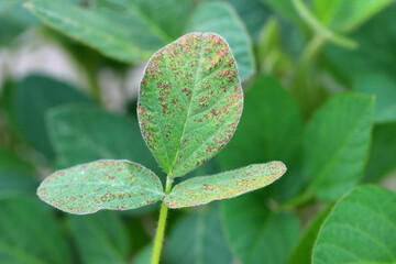 Wall Mural - Brown spot (Septoria leaf spot) pustules on the surface of a soybean leaf.