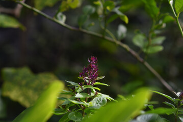 Wall Mural - Thai basil (Ocimum basilicum) or sweet basil plant.