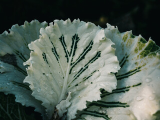 close up of a leaf