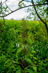 Wall Mural - Close up of Common Nettle aka Stinging Nettle or Nettle Leaf (Urtica dioica)
