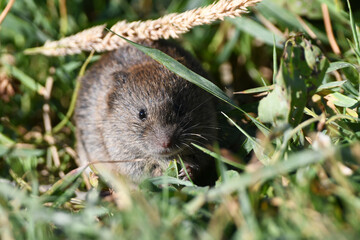 Wall Mural - Field mouse eating grass along the edge of a meadow