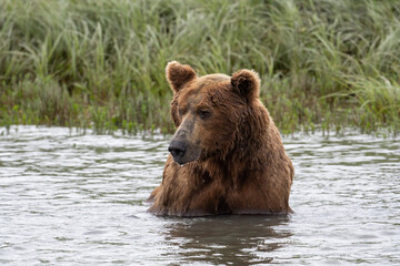 Canvas Print - Alaskan brown bear fishing