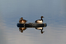 Male And Female Ring-neck Ducks Resting On Floating Platform On Water
