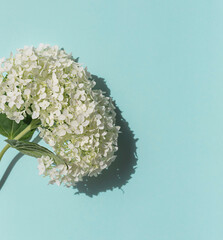 White hydrangea flower on the blue background. Top view. Copy space	