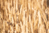 Fototapeta  - Golden ripe barley field, nature photo. Wheat in Ukraine , grains for export 