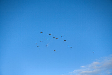 A flock of seagulls in a beautiful, blue, spring sky