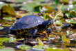 A terrapin is one of several small species of turtle living in swamp or pond in the park with lotus plant, Water tortoise in its habitat on the stone in marsh.