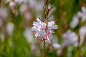 Sticker - Selective focus of wild white pink flower in the grass field, Oenothera guara formerly known as Gaura biennis or biennial beeblossom, Nature floral background.