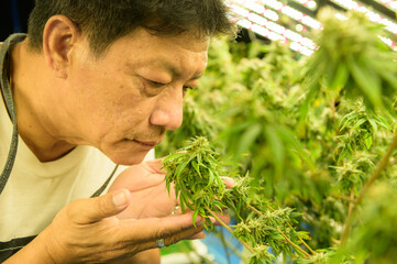 Farm worker with beautiful cannabis plants growing in the factory. Checking the integrity of the stems and leaves in the nursery in order to get quality cannabis