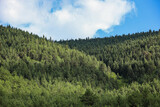 Fototapeta Tęcza - forest in the pine on the mountains