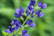 close up of the blossoming flowers of the blue false indigo in the city-garden