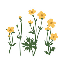 Buttercup Flower Set, Crowfoot Vector Illustration Isolated On White Background, Herbal Wildflowers For Design Medicine, Wedding Invitation, Greeting Card, Cosmetic. Summer Field Flower