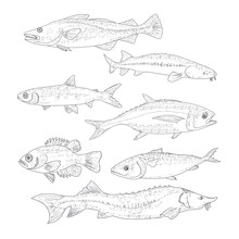 A Set Of River And Sea Fishing. Collection Of Fish In Engraving Style, Isolated On A White Background