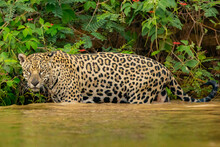 Panthera Onca In The Brazilian Pantanal 