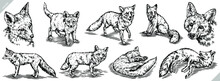 Vintage Engrave Isolated Fox Set Illustration Ink Sketch. Wild Dog Background Vector Art