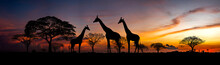 Panorama Silhouette  Giraffe Family And Tree In Africa With Sunset.Tree Silhouetted Against A Setting Sun.Typical African Sunset With Acacia Trees In Masai Mara, Kenya