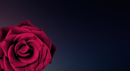 Poster - Beautiful fresh rose flower details