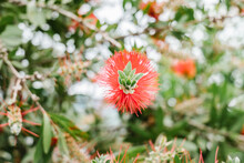 Melaleuca Glauca Plant With Red Flowers Growing In Garden