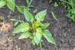 Frische Paprika Pflanze im Garten