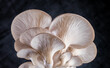 macro Sajor-caju Mushroom plants. Using idea design texture pattern concept natural or wallpaper, beautiful in nature