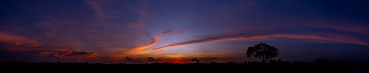 Wall Mural - Panorama silhouette tree in africa with sunset.Tree silhouetted against a setting sun.Dark tree on open field dramatic sunrise and blue sky.