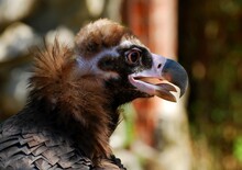 Bird Of Prey, Black Vulture (Aegypius Monachus) Close-up Profile At The Zoo
