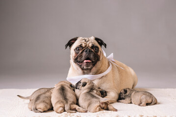 horizontal portrait of a pug mother with her young puppies posing for the camera.