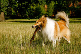 Fototapeta  - Fluffy dog playing with a stick in the summer park.