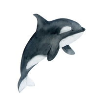 Watercolor Killer Whale Illustration. Cute Baby Animal Underwater Graphics. Whale Hand-drawn, Sea Animal, Fish. Ocean Children Illustration