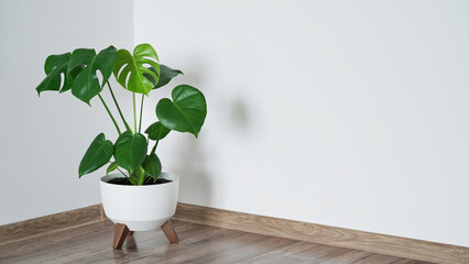 Close up of beautiful monstera flower leaves or swiss cheese plant, Monstera deliciosa Liebm, Araceae in white pot against white wall and brown floor, interior minimalism concept, banner, copy space.