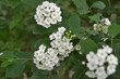 © Allodin - Sweet alyssum white flowers - Latin name - Lobularia maritima (Alyssum maritimum)