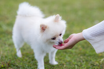 White pomeranian dog having snack at park