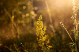 Fototapeta Natura - Beautiful flowers in field in evening yellow sunlight in nature.