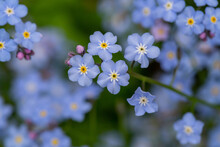 Forget Me Not Flowers On A Green Background On A Sunny Day In Springtime Macro Photography. Blooming Myosotis Wildflowers With Blue Petals On A Summer Day Close-up Photo.	