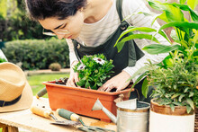 Woman Gardener Planting Some Daisies In A Pot. Gardening Concept.